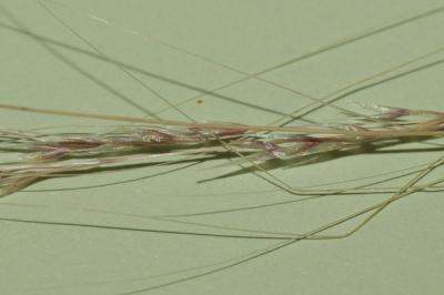  Nassella tenuissima (Trin.) Barkworth, 1990