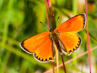 Cuivré de la Verge-d'or (Le), Cuivré satiné (Le),  Lycaena virgaureae (Linnaeus, 1758)