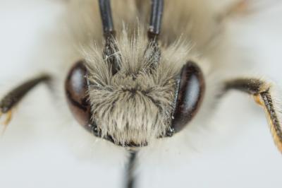 Eucère à face noire Eucera nigrifacies Lepeletier, 1841