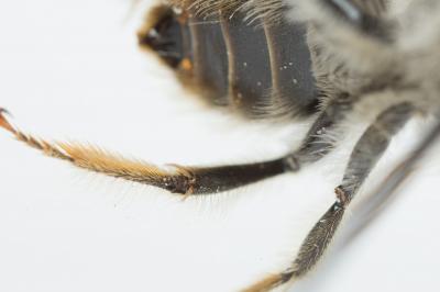 Eucère à face noire Eucera nigrifacies Lepeletier, 1841