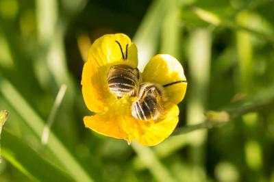 Eucère à face noire Eucera nigrifacies Lepeletier, 1841
