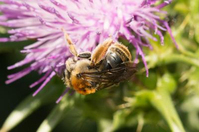  Eucera pannonica Mocsáry, 1878