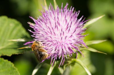  Eucera pannonica Mocsáry, 1878
