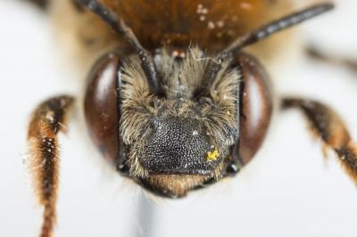  Eucera pannonica Mocsáry, 1878