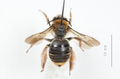  Eucera pannonica Mocsáry, 1878
