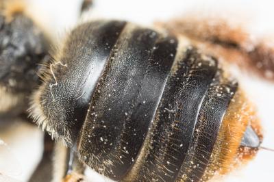  Eucera pannonica Mocsáry, 1878