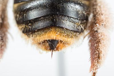  Eucera pannonica Mocsáry, 1878