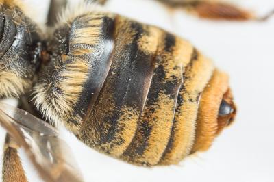 Eucère dorée Eucera chrysopyga Pérez, 1879