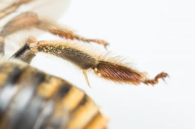 Eucère dorée Eucera chrysopyga Pérez, 1879