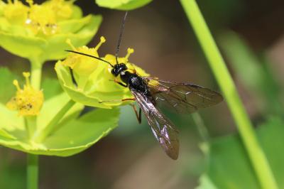  Phylloecus Newman, 1838
