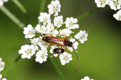  Alosterna tabacicolor (De Geer, 1775)