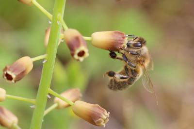 Abeille domestique, Abeille européenne, Abeille me Apis mellifera Linnaeus, 1758