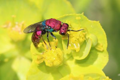  Chrysura cuprea (Rossi, 1790)