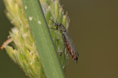  Dolichosoma lineare (Rossi, 1794)
