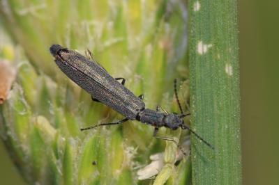  Dolichosoma lineare (Rossi, 1794)