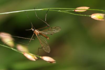  Limonia phragmitidis (Schrank, 1781)