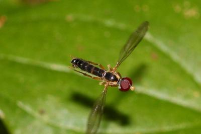  Nephrocerus flavicornis Zetterstedt, 1844