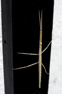 Phasme gaulois Clonopsis gallica (Charpentier, 1825)