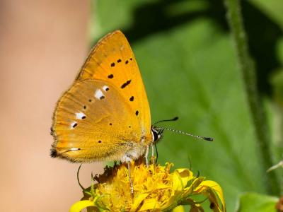 Cuivré de la Verge-d'or (Le), Cuivré satiné (Le),  Lycaena virgaureae (Linnaeus, 1758)