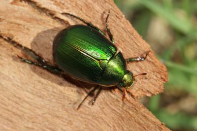 Anomala ausonia Erichson, 1847