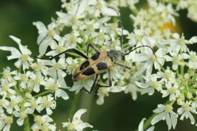  Pachyta quadrimaculata (Linnaeus, 1758)