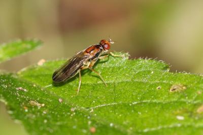  Chyliza vittata