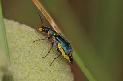  Clanoptilus elegans (Olivier, 1790)