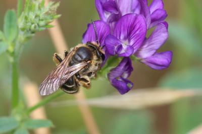  Andrena labialis (Kirby, 1802)