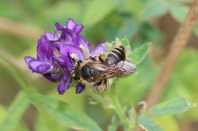  Andrena labialis (Kirby, 1802)