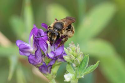  Andrena labialis (Kirby, 1802)