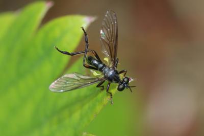  Dioctria hyalipennis (Fabricius, 1794)