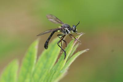  Dioctria hyalipennis (Fabricius, 1794)