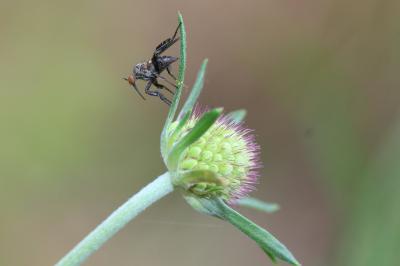  Empis pennipes Linnaeus, 1758