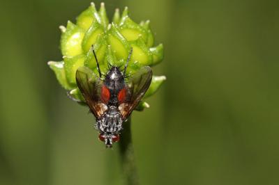  Eriothrix rufomaculatus (De Geer, 1776)