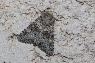 Noctuelle dysodée (La) Hecatera dysodea (Denis & Schiffermüller, 1775)