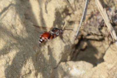  Pasites maculatus Jurine, 1807