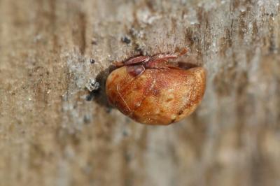  Penthimia nigra (Goeze, 1778)