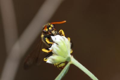  Nomada succincta Panzer, 1798