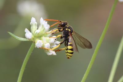  Nomada succincta Panzer, 1798