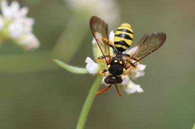  Nomada succincta Panzer, 1798