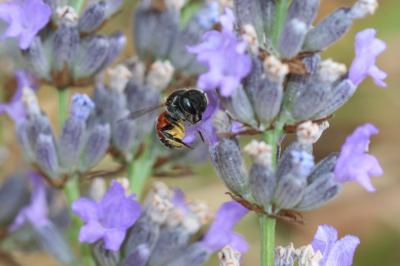  Osmia andrenoides Spinola, 1808