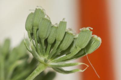 Ammi élevé, Grand ammi Ammi majus L., 1753