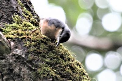 Sittelle torchepot Sitta europaea Linnaeus, 1758