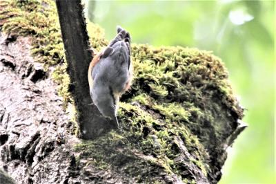 Sittelle torchepot Sitta europaea Linnaeus, 1758