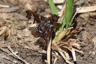  Exoprosopa capucina (Fabricius, 1781)
