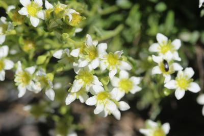 Saxifrage pubescente Saxifraga pubescens Pourr., 1788