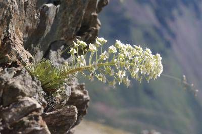 Saxifrage à feuilles longues, Saxifrage à longues  Saxifraga longifolia Lapeyr., 1801