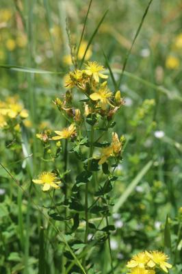 Millepertuis maculé, Millepertuis taché Hypericum maculatum Crantz, 1763