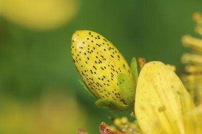 Millepertuis maculé, Millepertuis taché Hypericum maculatum Crantz, 1763