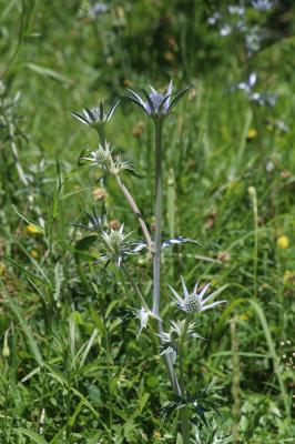 Panicaut de Bourgat Eryngium bourgatii Gouan, 1773